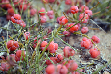 berries of ripe ephedra in vivo growth.
