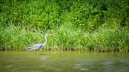Egret grey heron diving for fish on a lake