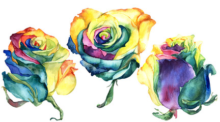 Obraz na płótnie Canvas Watercolor flower, set of roses, bud of colourful rose, rainbow colors, hand drawn illustration. Stock illustration for design, decoration, invitations, greeting cards, postcards, pattern.