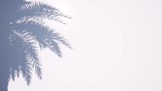Shadow palm tree Summer tropical leaf. Beautiful light. View scene. Copyspace 4k