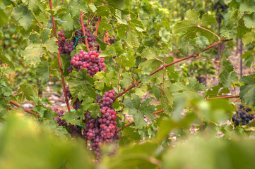 Vitis vinifera, common grape vine. Cluster of sort 'Chasselas Rose Royal Dessert' ripe red- purple...