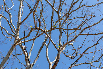 Obraz premium Dry twigs on tree in blue sky background, dry twigs on branch tree.