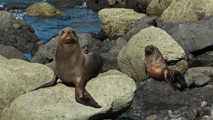 Seal colony on Cape Palliser in Wellington Region on North Island of New Zealand  
