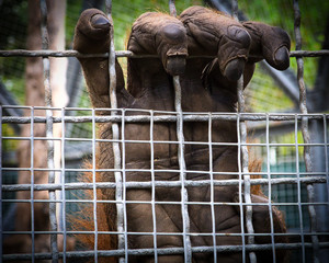 detailed closeup of red haired orangutan hand behind fence at zoo © J2 Imaging LLC