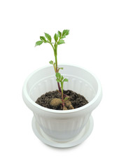 Germination of dahlia tuber in flower pot with soil after winter storing isolated on white...