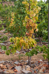 Vitis vinifera, common grape vine. Vines of sort 'Kralovna Vinic' ripe white - yellow grape berries, close up, selective focus.  St. Clara Vineyard (Vinice sv. Kl&aacute;ry) in Prague botanical garden