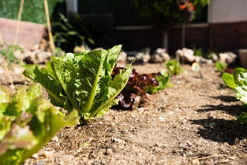 urban vegetable garden at home