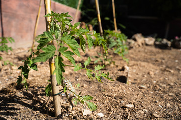 urban vegetable garden at home