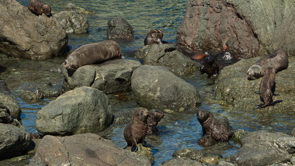 Seal colony on Cape Palliser in Wellington Region on North Island of New Zealand  
