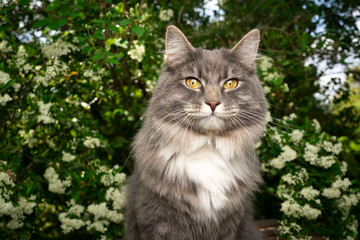 blue tabby maine coon cat in front of flowering bush in the garden