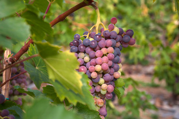 Vitis vinifera, common grape vine. Cluster of sort 'Royal' ripe red - purple grape berries, close up, selective focus.  St. Clara Vineyard (Vinice sv. Kláry) in Prague botanical garden