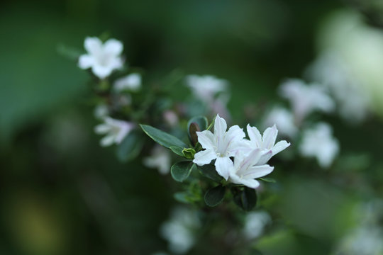Serissa Images Browse 260 Stock Photos Vectors And Video Adobe Stock
