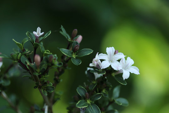 Japanese Boxthorn Images Browse 260 Stock Photos Vectors And Video Adobe Stock
