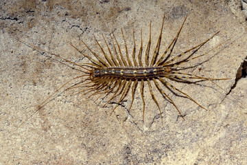 Scolopendrid centipede. Insect close-up.