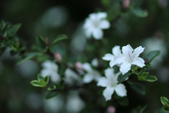 Japanese Boxthorn Images Browse 260 Stock Photos Vectors And Video Adobe Stock