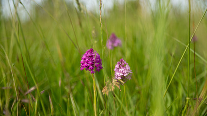 
Pyramidal orchid, a pretty flower preserved in its natural environment