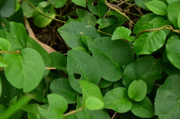 green leaves natural background
