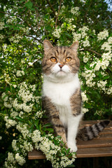 Naklejka na ściany i meble tabby white british shorthair cat sitting on garden table under flowering tree looking at camera