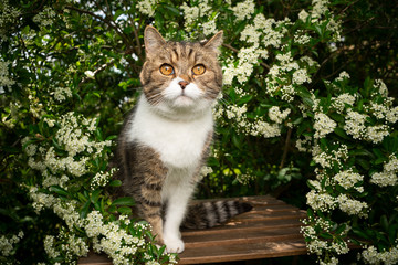 Naklejka na ściany i meble portrait of a tabby white british shorthair cat under blossoming tree in the garden