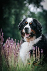 Bernese mountain dog in green park background. Active and funny bernese.	
