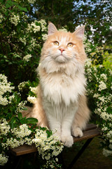 Naklejka na ściany i meble cream colored maine coon cat sitting outdoors in the garden next to flowering bush