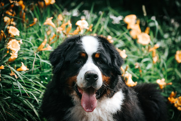 Bernese mountain dog posing outside. Green bernese portrait.