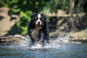 Bernese mountain dog in green park background. Active and funny bernese.	