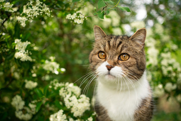 Naklejka na ściany i meble portrait of a beautiful tabby british shorthair cat outdoors in spring under flowering tree with white blossom