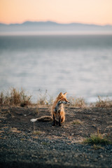 Fox at Sunset