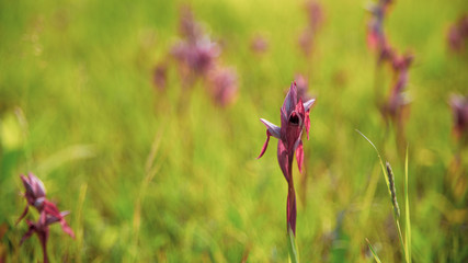 
Close-up on a beautiful wild orchid, with purple tones