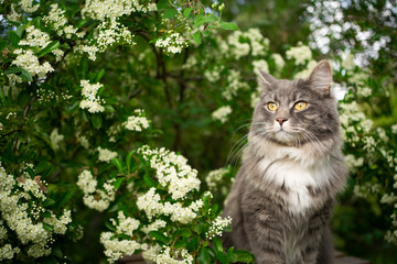 Naklejka na ściany i meble blue tabby cat under a blossoming tree outdoors in the nature in springtime