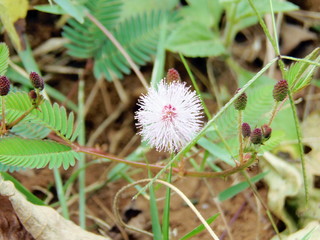 flower, plant, nature, thistle, dandelion, green, purple, grass, white, spring, pink, macro, summer, flora, weed, flowers, blossom, thorn, garden, close-up, floral, field, scotland, seed