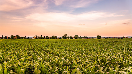 Corn field in sunset - maize