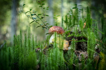 Mushrooms in the grass close up