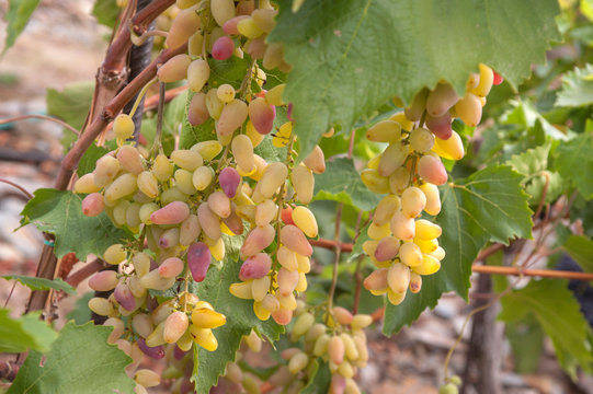 Clusters of new sort BV 18-29 (cross of &lsquo;Estafeta&rsquo; x &lsquo;Augustovskij&rsquo; ripe yellow - red grape berries, close up, selective focus. St. Clara Vineyard (Vinice sv. Kl&aacute;ry) in Prague botanical garden