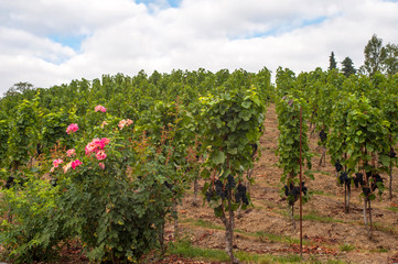 Fototapeta na wymiar Grape vines by rows with clusters of ripe black blue grape berries and flowering rose shrub in the beginning of the raw. The St. Clara Vineyard in Prague botanical garden. 