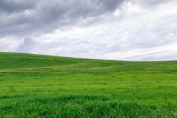 Cumulus clouds on a blue sky. Over the green field. Spring flowering grass. Summer natural background