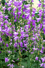 thickets of tall lilac-colored bells on summer