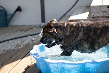 Playing dog