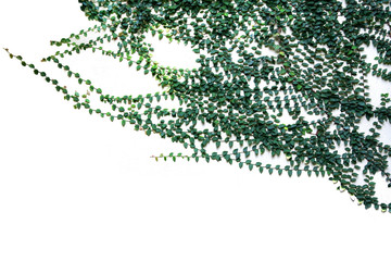 
Plants that attach to the wall