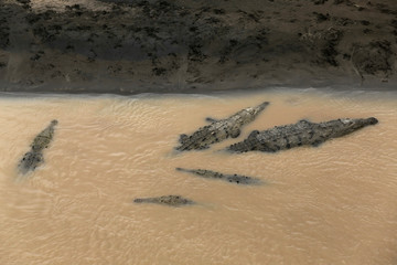 Wild American Crocodile (Crocodylus acutus) in a river sand bank. Dangerous reptile in muddy waters of Tarcoles, Carara National Park, Costa Rica, a famous tropical destination in Central America.