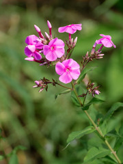 Flower flox blizzard wild against a backdrop of grass