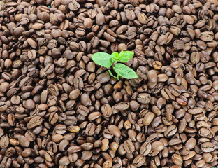 Coffee background, with fried grains. Brown textured background, with mint leaves in the middle.