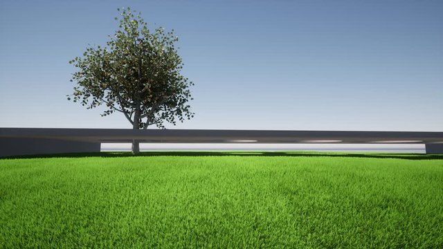 Apricot tree isolated green grass 4k