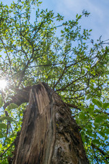cracked tree in the forest in the village