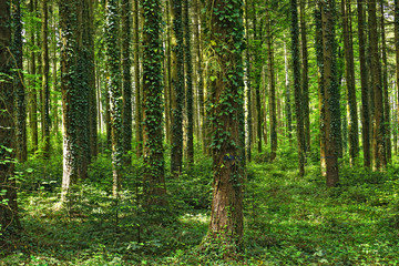 Fototapeta na wymiar Märchenwald - Fichtenwald mit Efeubewachsenen Bäumen
