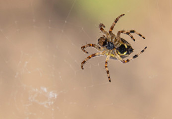 The spider weaves a web.