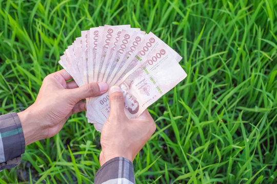 Premium Photo  Rice paddy on farmer hand with thailand banknote money  background