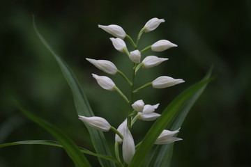 white  flowers