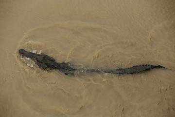 Wild American Crocodile (Crocodylus acutus) in a river sand bank. Dangerous reptile in muddy waters of Tarcoles, Carara National Park, Costa Rica, a famous tropical destination in Central America.